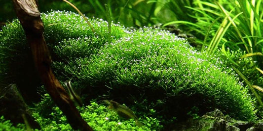 TROPICA 1-2 Grow TC (Riccia fluitans)