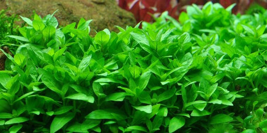 TROPICA 1-2 Grow TC (Staurogyne repens)