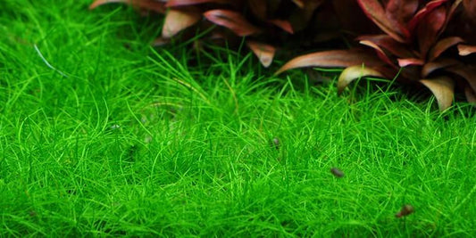 TROPICA 1-2 Grow TC (Eleocharis acicularis 'Mini')