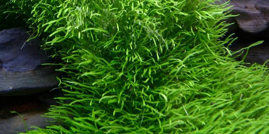 TROPICA 1-2 Grow TC (Utricularia graminifolia)