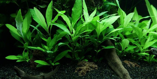 TROPICA 1-2 Grow TC (Hygrophila 'Siamensis 53B')