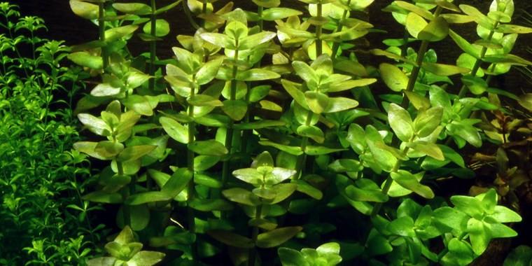TROPICA 1-2 Grow TC (Bacopa caroliniana)