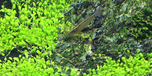 TROPICA 1-2 Grow TC (Elatine hydropiper)
