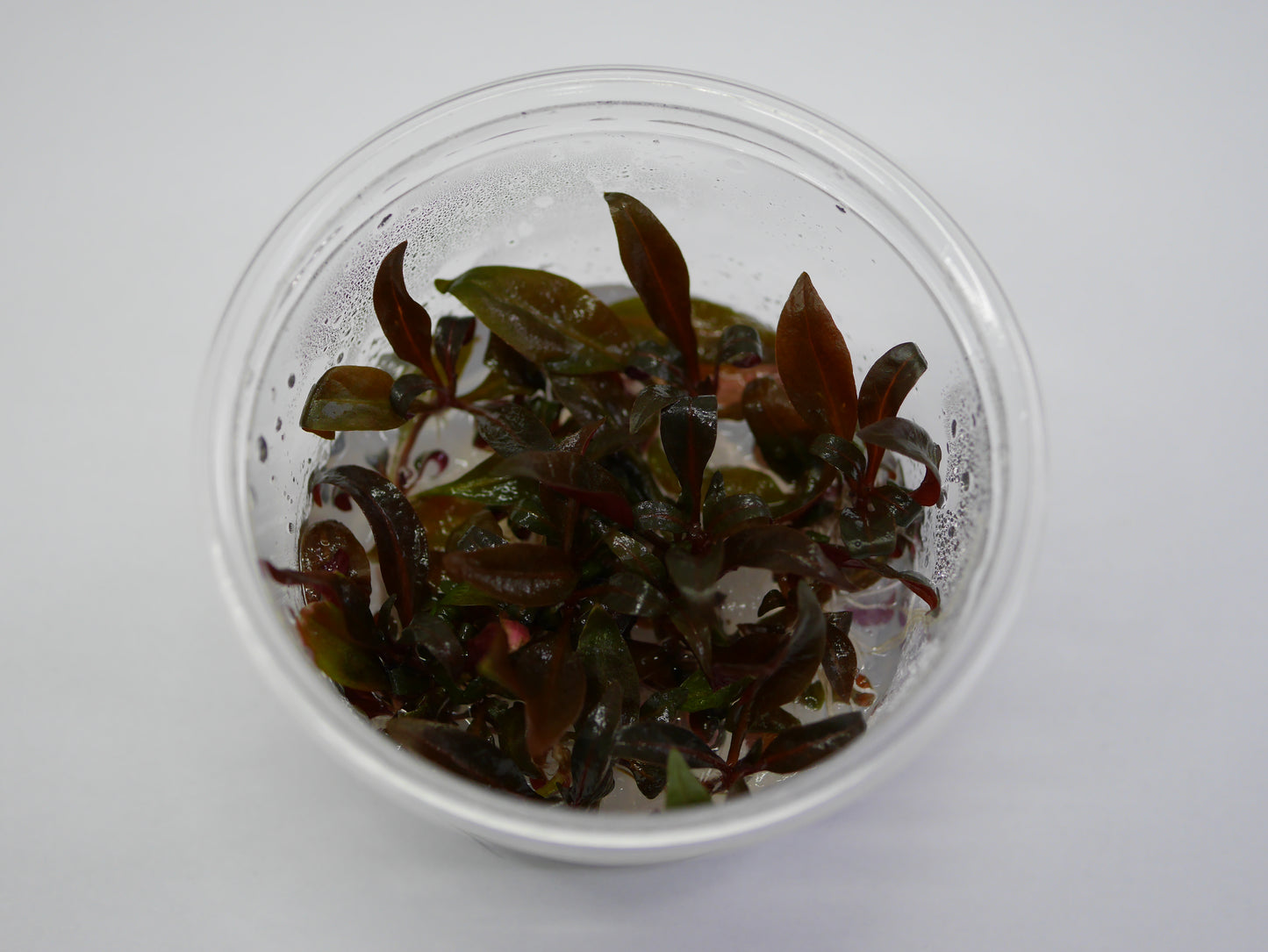 Oriental TC - Alternanthera reineckii 'Mini'
