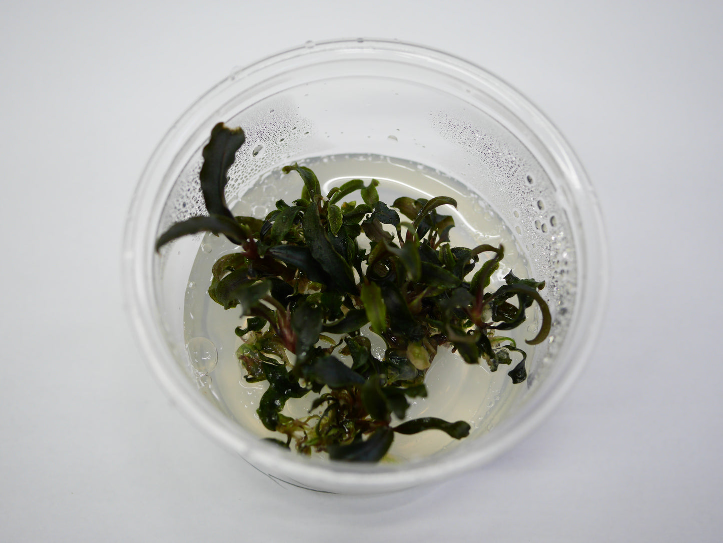 TC - Bucephalandra Kedakang