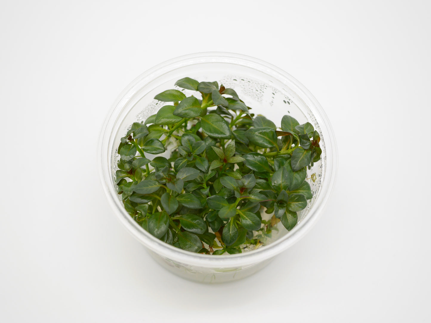TC - Ludwigia Repens Rubin