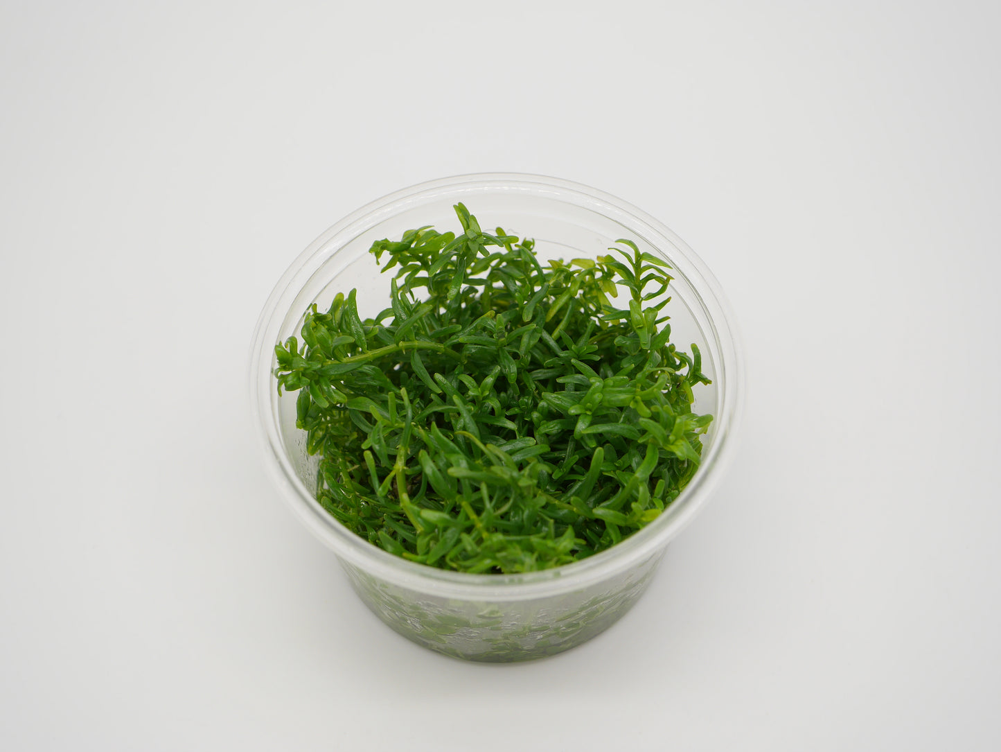 TC - Rotala Green