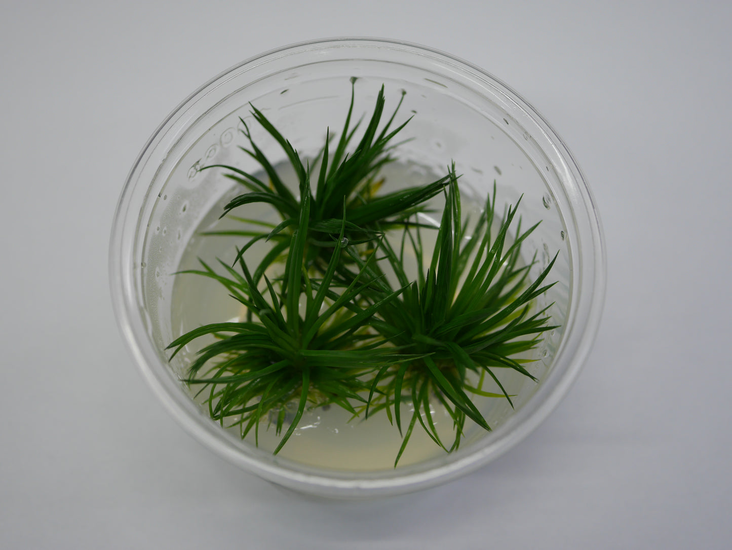 TC - Eriocaulon Polaris