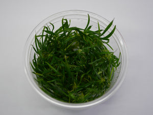 Oriental TC - Helanthium tenellum 'Green'