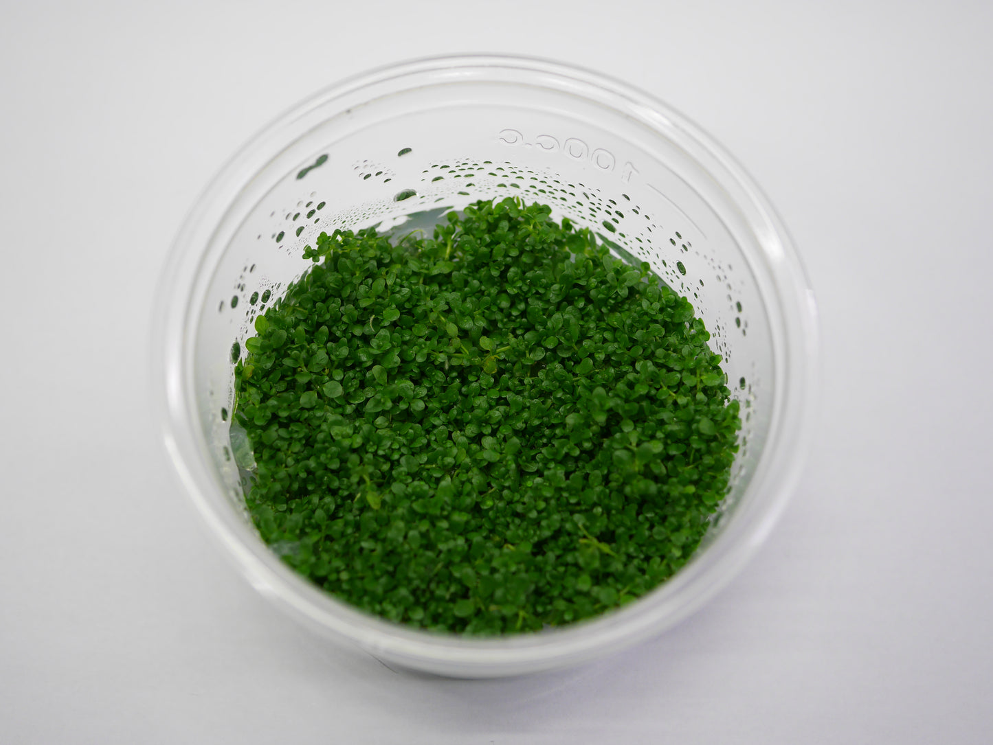 Oriental TC - Hemianthus callitrichoides 'Cuba'