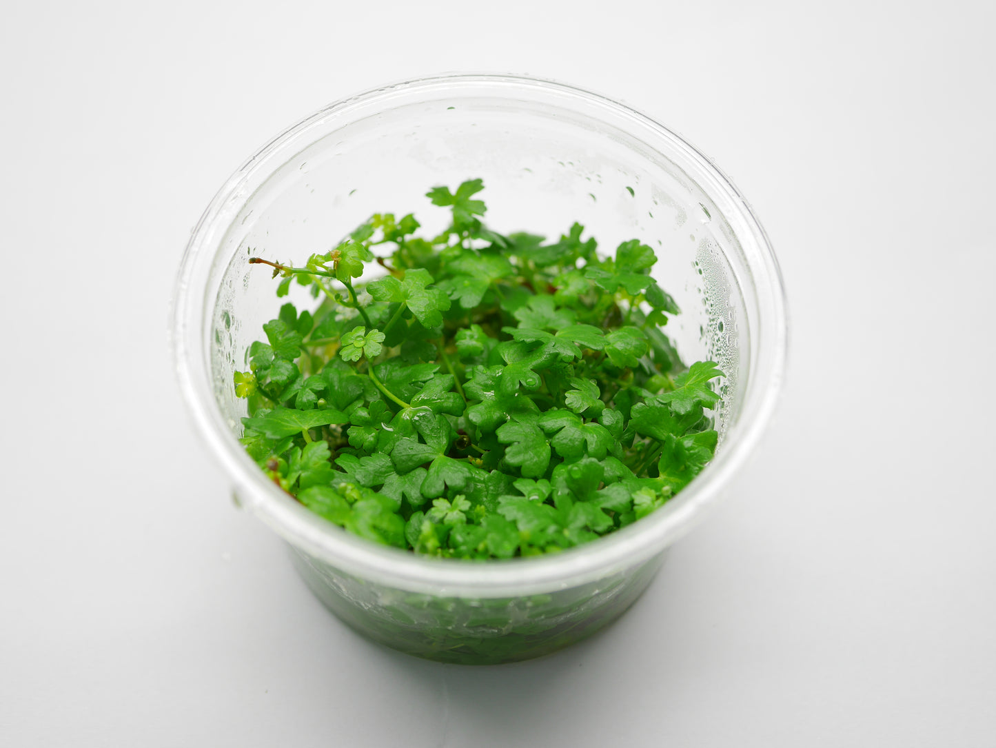 Oriental TC - Hydrocotyle tripartita