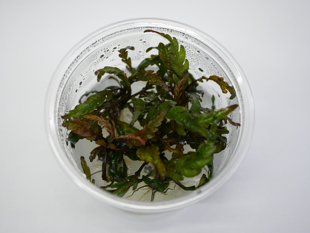 Oriental TC - Hygrophila pinnatifida