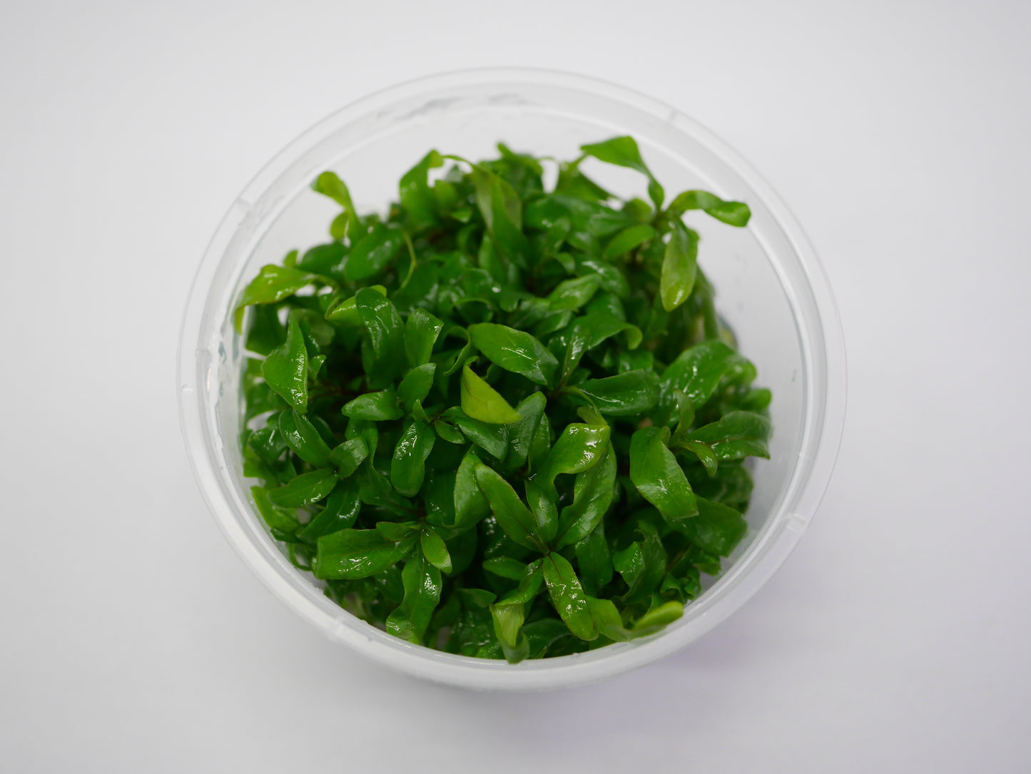 Oriental TC - Hygrophila 'Siamensis 53B'