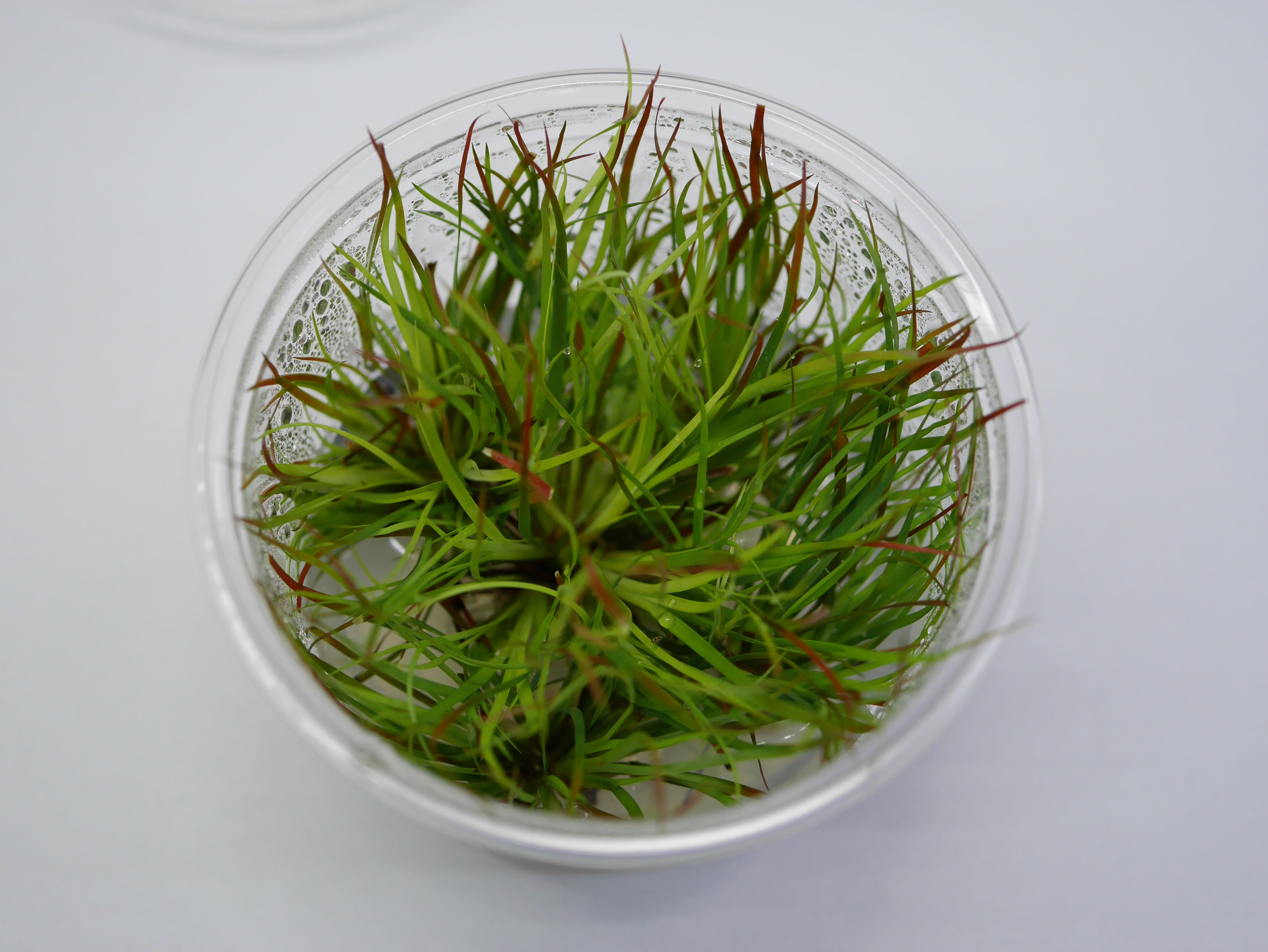 TC - Juncus Repens