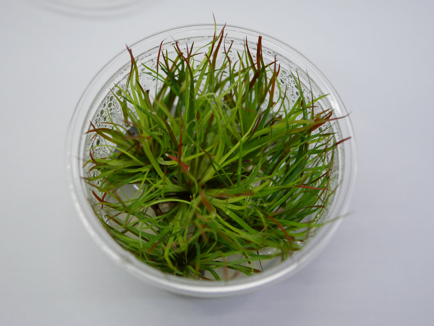 TC - Juncus Repens