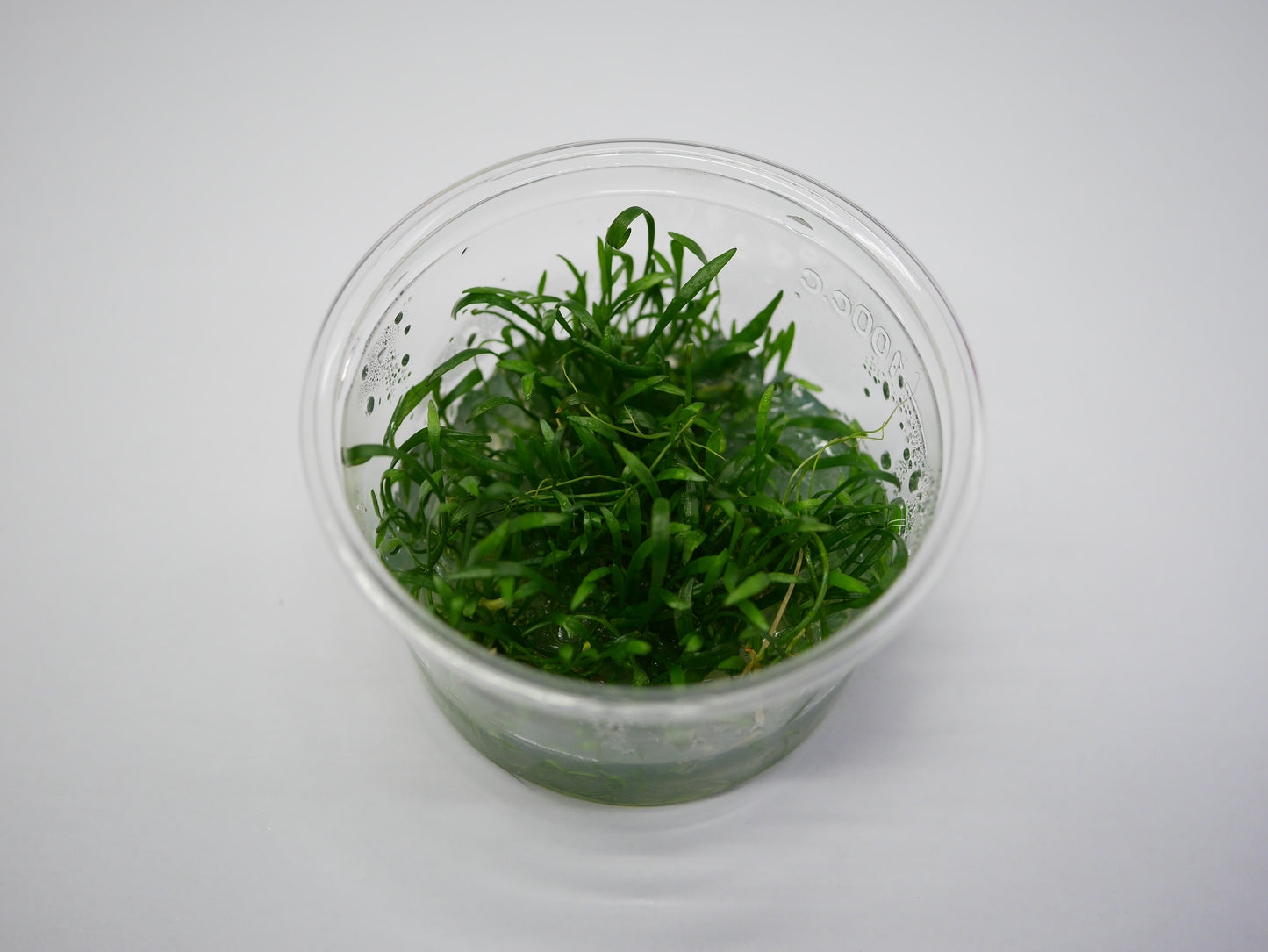 Oriental TC - Lilaeopsis brasiliensis
