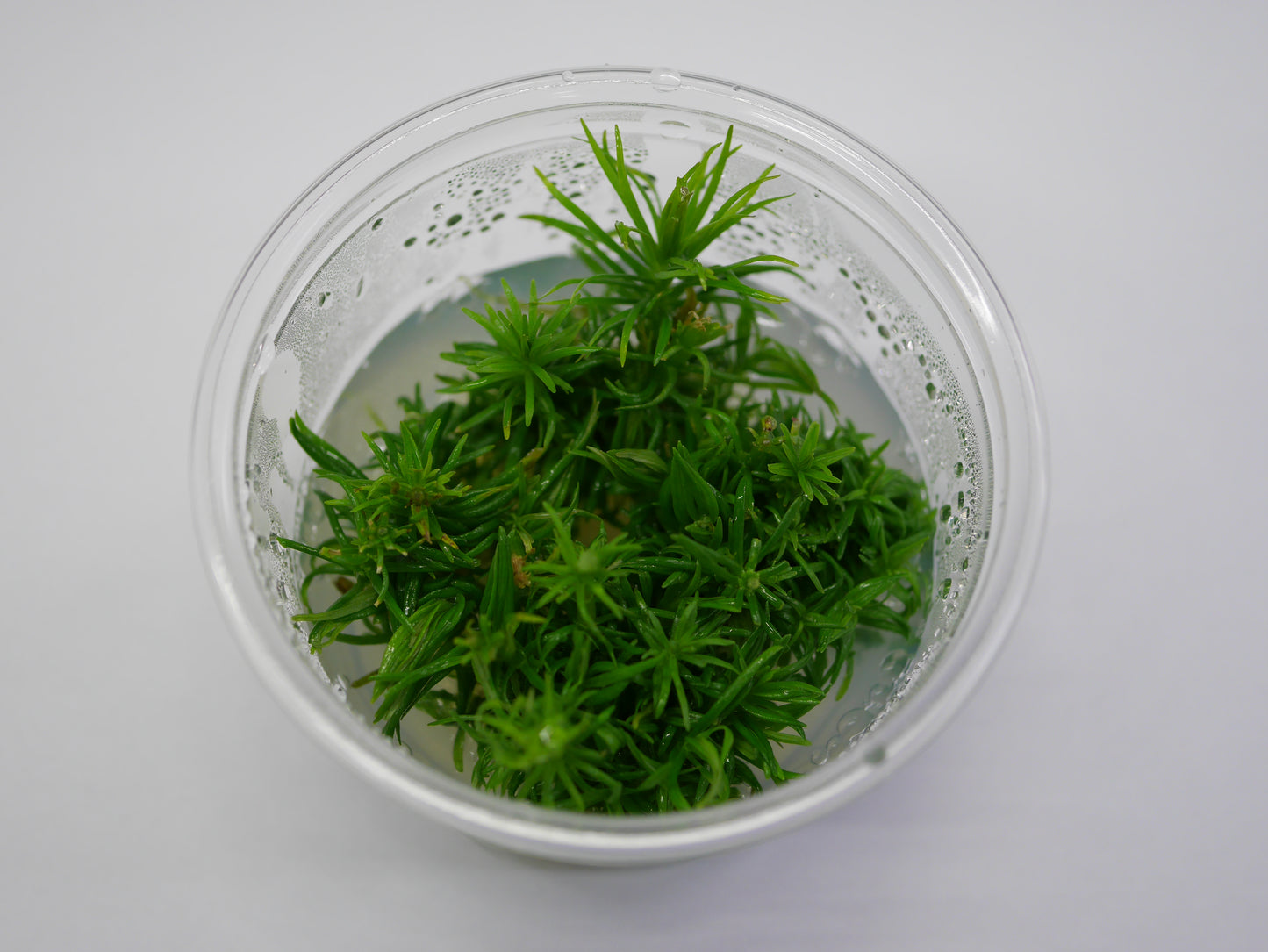 Oriental TC - Pogostemon erectus