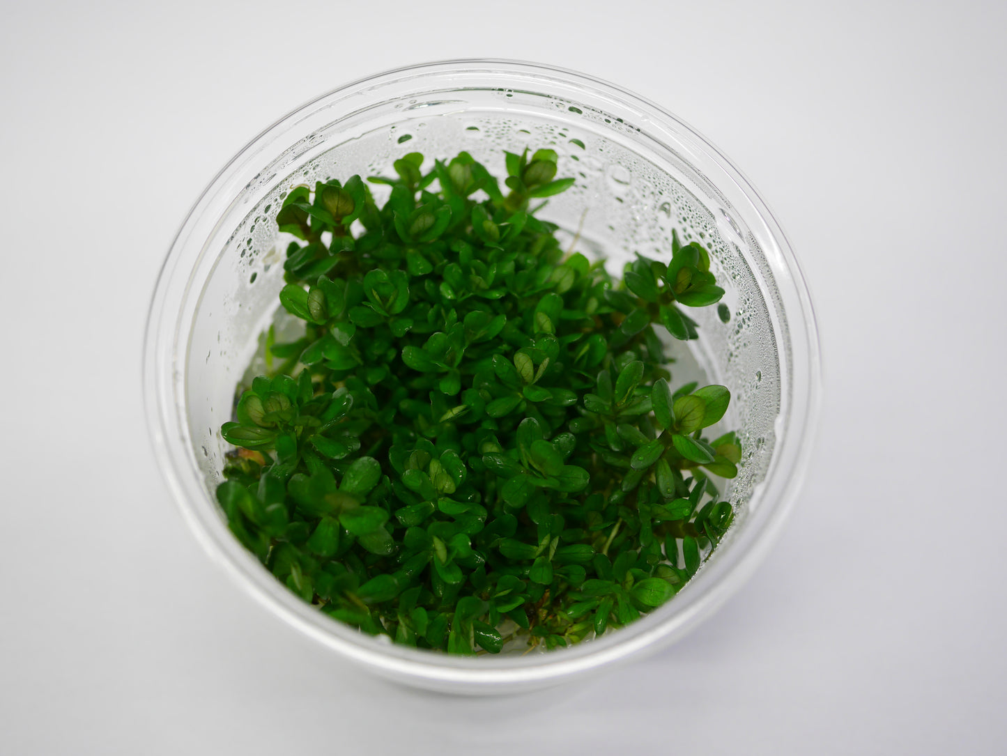 Oriental TC - Rotala 'Bonsai'