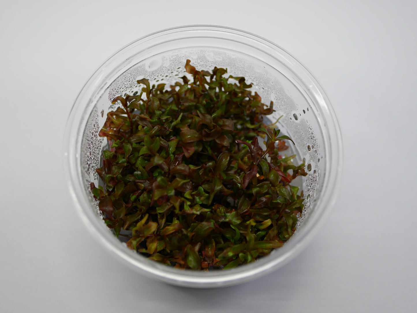 Oriental TC - Rotala macrandra