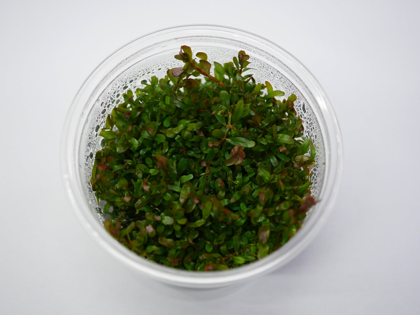 Oriental TC - Rotala 'Vietnam H'ra'