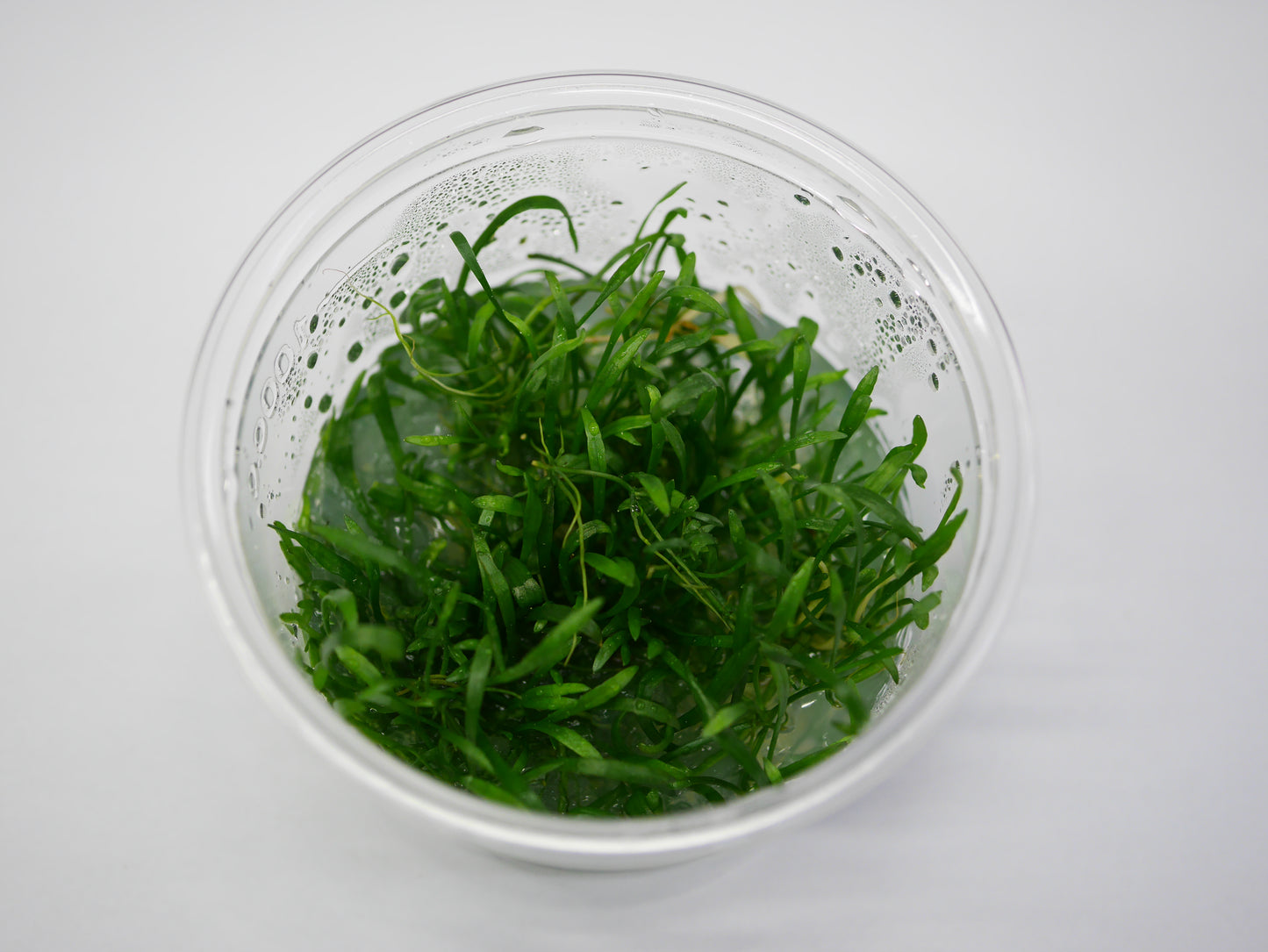 Oriental TC - Sagittaria subulata