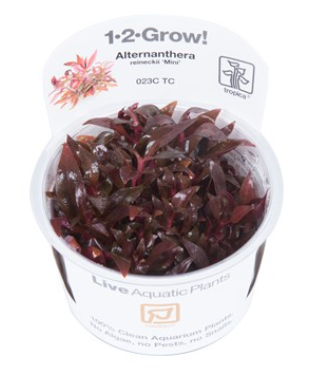 TROPICA 1-2 Grow TC (Alternanthera reineckii 'Mini')