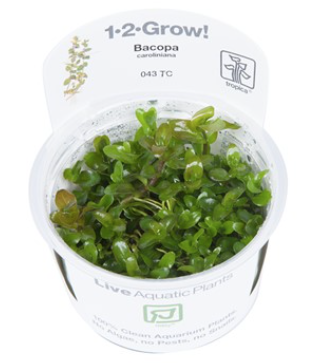 TROPICA 1-2 Grow TC (Bacopa caroliniana)