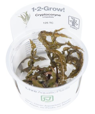 TROPICA 1-2 Grow TC (Cryptocoryne crispatula)