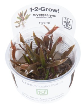 TROPICA 1-2 Grow TC (Cryptocoryne undulatus 'Red')