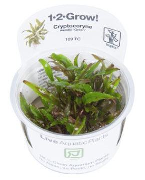 TROPICA 1-2 Grow TC (Cryptocoryne wendtii 'Green')