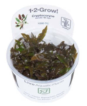 TROPICA 1-2 Grow TC (Cryptocoryne wendtii 'Mi Oya')