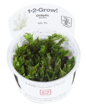 TROPICA 1-2 Grow TC (Didiplis diandra)