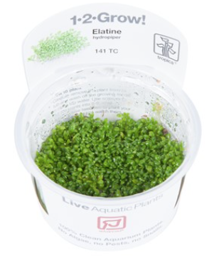 TROPICA 1-2 Grow TC (Elatine hydropiper)