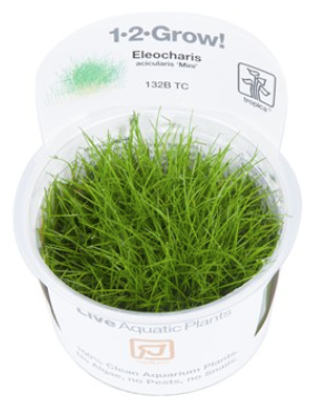 TROPICA 1-2 Grow TC (Eleocharis acicularis 'Mini')