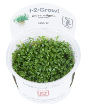 TROPICA 1-2 Grow TC (Glossostigma elatinoides)