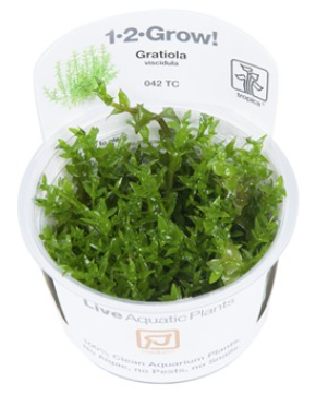 TROPICA 1-2 Grow TC (Gratiola viscidula)