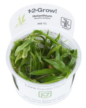 TROPICA 1-2 Grow TC (Helanthium 'Quadricostatus')