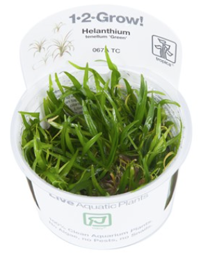 TROPICA 1-2 Grow TC (Helanthium tenellum 'Green')