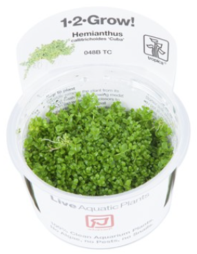 TROPICA 1-2 Grow TC (Hemianthus callitrichoides 'Cuba')