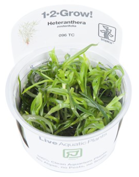 TROPICA 1-2 Grow TC (Heteranthera zosterifolia)