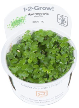 TROPICA 1-2 Grow TC (Hydrocotyle tripartita)