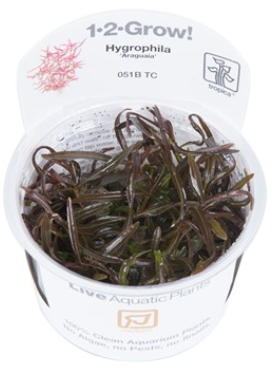 TROPICA 1-2 Grow TC (Hygrophila 'Araguaia')