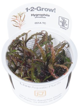 TROPICA 1-2 Grow TC (Hygrophila pinnatifida)
