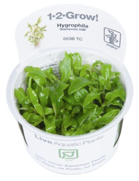 TROPICA 1-2 Grow TC (Hygrophila 'Siamensis 53B')