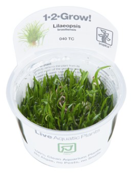 TROPICA 1-2 Grow TC (Lilaeopsis brasiliensis)