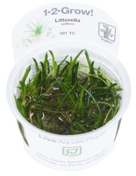 TROPICA 1-2 Grow TC (Littorella uniflora)
