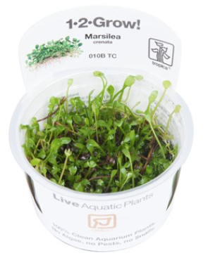 TROPICA 1-2 Grow TC (Marsilea crenata)