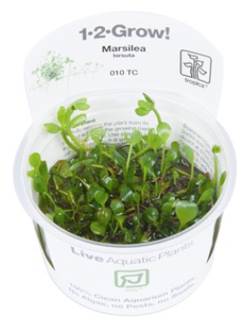 TROPICA 1-2 Grow TC (Marsilea hirsuta)
