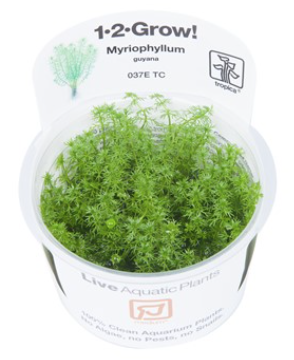 TROPICA 1-2 Grow TC (Myriophyllum 'Guyana')