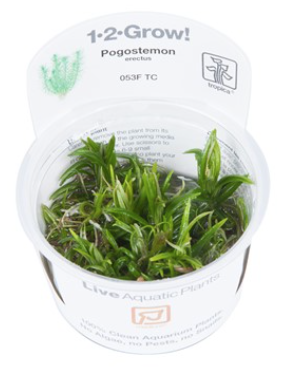 TROPICA 1-2 Grow TC (Pogostemon erectus)